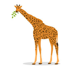 vector illustration of a giraffe isolated on a white background