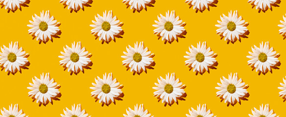 Pattern of white chamomile flowers on yellow pastel background