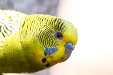 Beautiful perched bird with lush colors