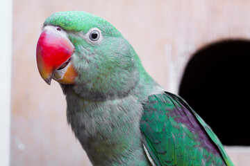 Beautiful perched bird with lush colors