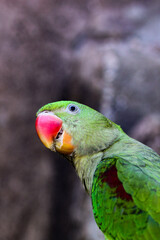 Beautiful perched bird with lush colors
