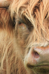 A portrait of a Highland cow