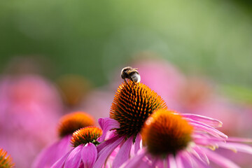 Bumblebee on echinacea - obrazy, fototapety, plakaty