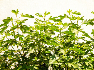 fig tree, leaves over white wall