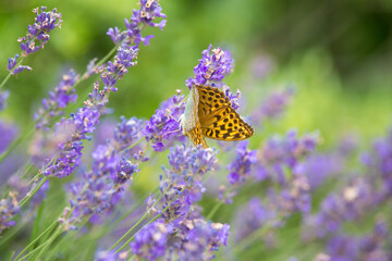 Butterfly on lavender