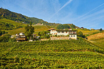 Fototapeta na wymiar Idyllic rural landscape with a castle and vineyards. Merano, Italy