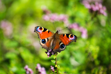 butterfly on flower