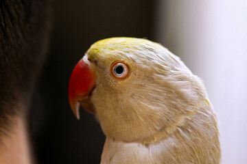 Beautiful perched bird with lush colors
