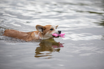 dog playing in the water