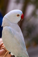 Beautiful perched bird with lush colors