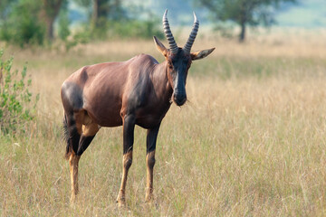Antelope topi Uganda Queen Elizabeth park