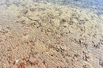 transparent clear water and the bottom of the river