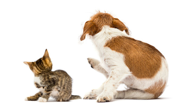 Dog And Cat Scratching Paw From Allergies And Fleas On A White Backgroun