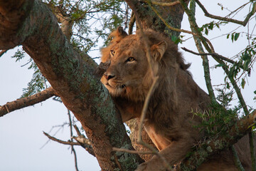 The famous Lions climbing trees in Queen Elizabeth National Park in Uganda