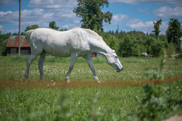 Fototapeta na wymiar A very rare breed of white horse grazes in the backyard of a village house.