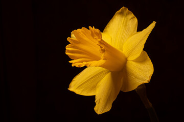 Shallow focus closeup shot of a yellow wild daffodil on a blac background © Jana Bremer/Wirestock