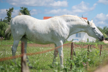 Obraz na płótnie Canvas A very rare breed of white horse grazes in the backyard of a village house.