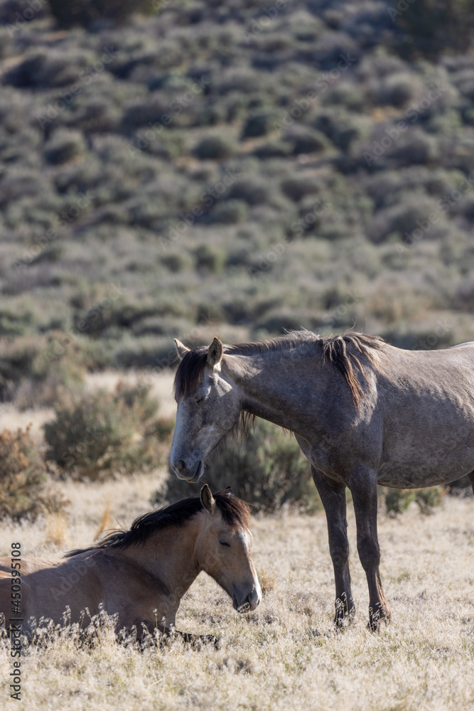 Sticker Wild Horse Mare and Her Cute Foal in the Utah Desert