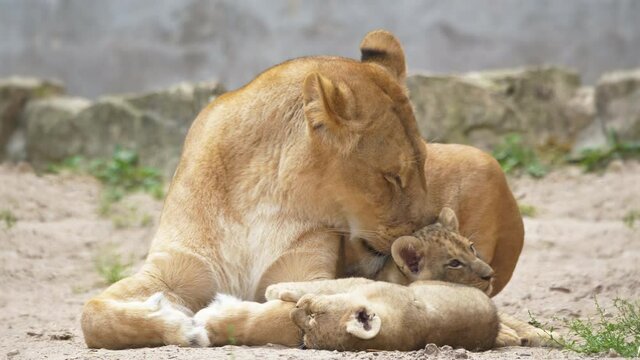 4K - Lioness licking lion cubs