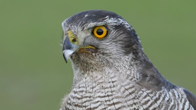 Close up view of a hybrid falcon turning his head