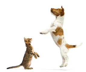 dog and cat standing on its hind legs on a white background - 450395361