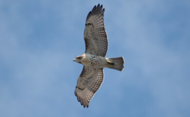 red tailed hawk