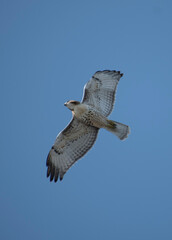 osprey in flight