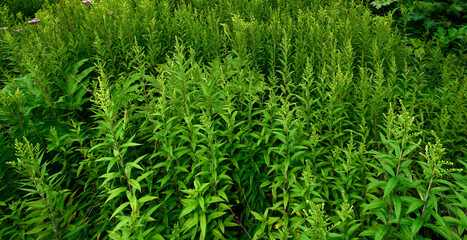 Canadian goldenrod // Kanadische Goldrute (Solidago canadensis)