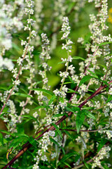 Beifuß // Common mugwort (Artemisia vulgaris)