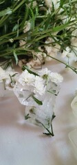 flowers and ice