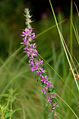 Gewöhnlicher Blutweiderich // Purple loosestrife (Lythrum salicaria)