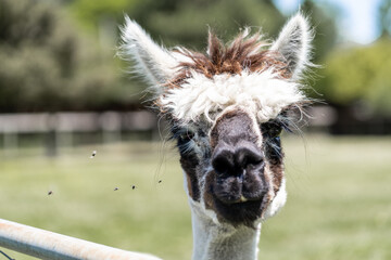 A white and brown alpaca being annoyed by a swarm of flies