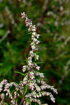 Common mugwort // Beifu&szlig;  (Artemisia vulgaris)