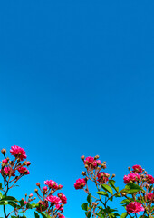 Beautiful Pink Roses Over Blue Sky Background, Vertical Banner. Colorful Nature Background. Beautiful Pink Flowers.