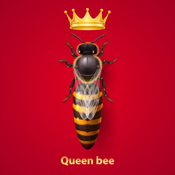 Realistic Bee Queen Mother with Golden Crown. Detailed Illustration of a Queen Bee on Red Background. Macro Insect, Concept of Food Industry, or Beekeeping