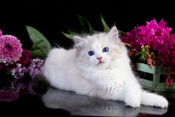 Kittens breed ragdoll and pink flowers
