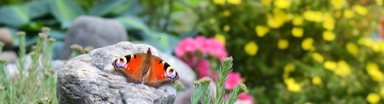 Schmetterling 892
