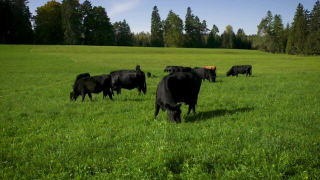 Black Angus Kuh Herde bei der morgendlichen Fütterung in saftig grünem Gras auf den bayerischen Alpen an einem sonnigen Tag