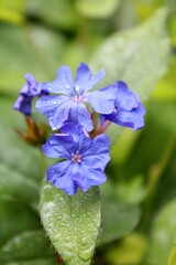 blue flowers in the garden