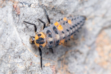 Nymph of seven-spotted ladybug, Coccinella semptempunctata, walking on a rock. High quality photo