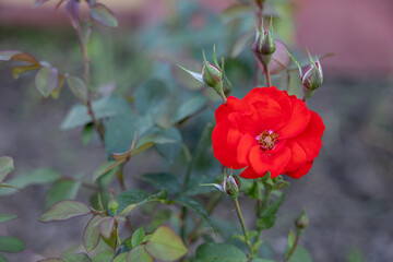 Beautiful red rose