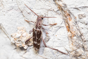Long-horned beetle, Xylotrechus stebbingi, climbing a rock on a sunny day. High quality photo