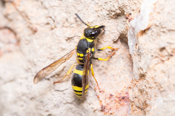 Ancistrocerus sp. wasp posed on a rock on a sunny day. High quality photo