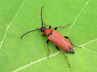 top view of stictoleptura rubra, the red-brown longhorn beetle, female, on green leaf, macro shot