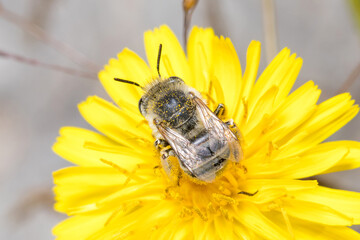 Leafcutter bee, Megachile sp., harversting pollen from a yellow flower. High quality photo