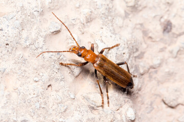 Wharf borer beetle, Nacerdes melanura, walking on a rock on a sunny day. High quality photo