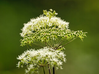 white flower on grass