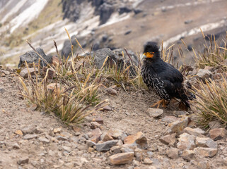 A Curiquingue taking a break from flying