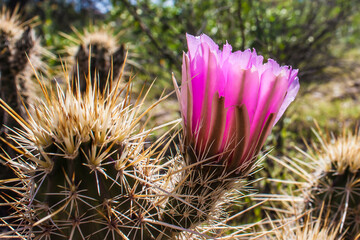 Pink Cactus Flower 5
