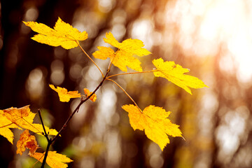 Maple branch with yellow leaves on a tree in the autumn forest in the sunlight in warm autumn tones